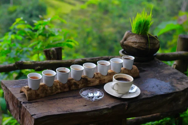 Coffee-Plantation.webp