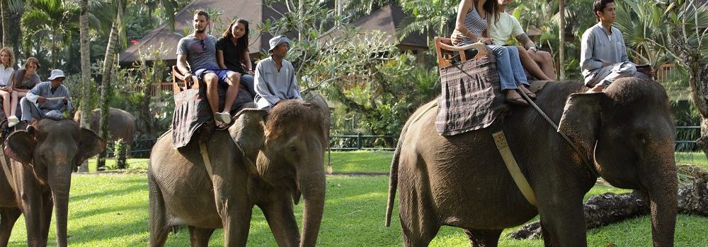 Bali Elephant Ride Bali Elephant Ride
