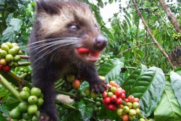 Kopi-with-Luwak1
