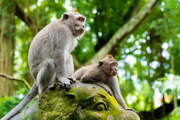 Sangeh-monkey-forest