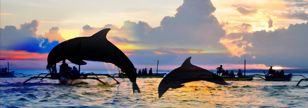 bali-dolphin
