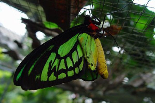 butterfly