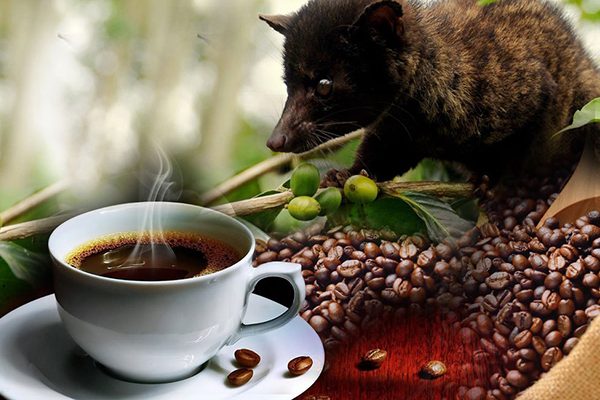 coffeeplantation-luwakcoffee-bali1