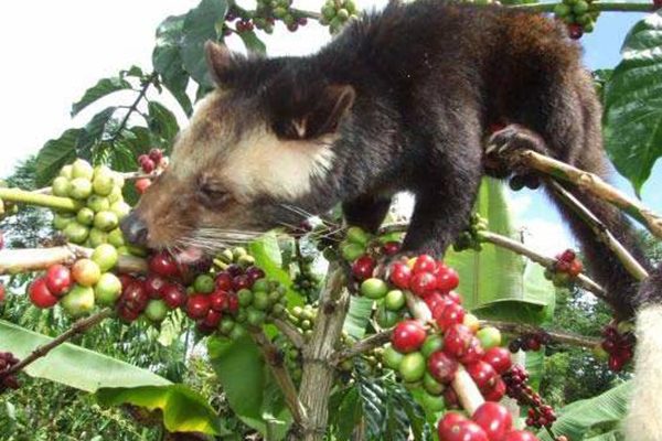 coffeeplantation-luwakcoffee-bali4