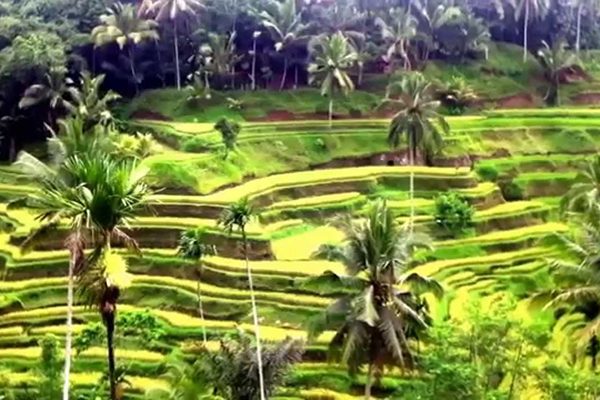 tegalalang-rice-terrace-bali2